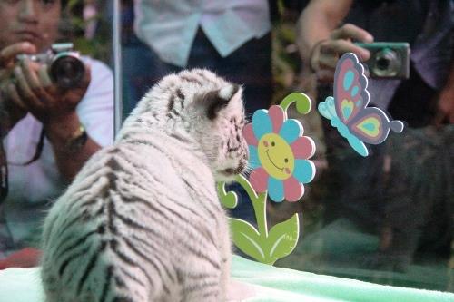Picture 1 of Successfully propagated the Bengal white tiger in the Botanical Garden