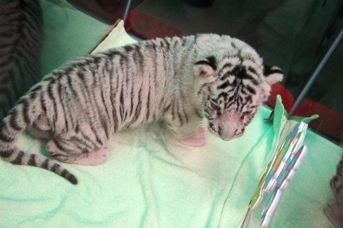 Picture 2 of Successfully propagated the Bengal white tiger in the Botanical Garden