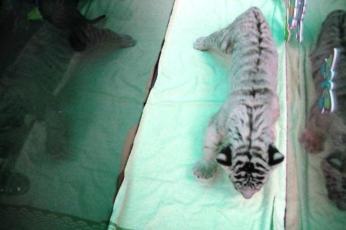 Picture 3 of Successfully propagated the Bengal white tiger in the Botanical Garden