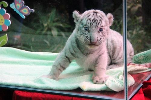 Picture 4 of Successfully propagated the Bengal white tiger in the Botanical Garden