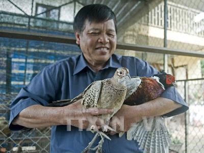 Picture 1 of Successfully rearing red pheasant species in the Central Highlands
