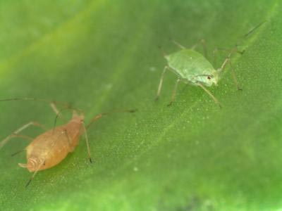 Picture 1 of Successfully sketch Aphid aphid gene map
