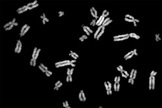 Picture 1 of Successfully synthesizing DNA of eukaryotes