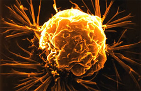 Picture 1 of Successfully tested new cancer drugs
