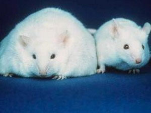 Picture 1 of Successfully tested the anti-obesity vaccine