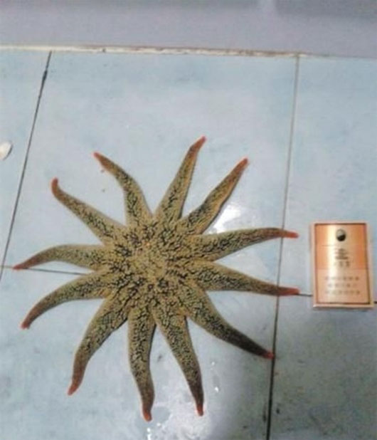 Picture 1 of Suddenly discovered starfish