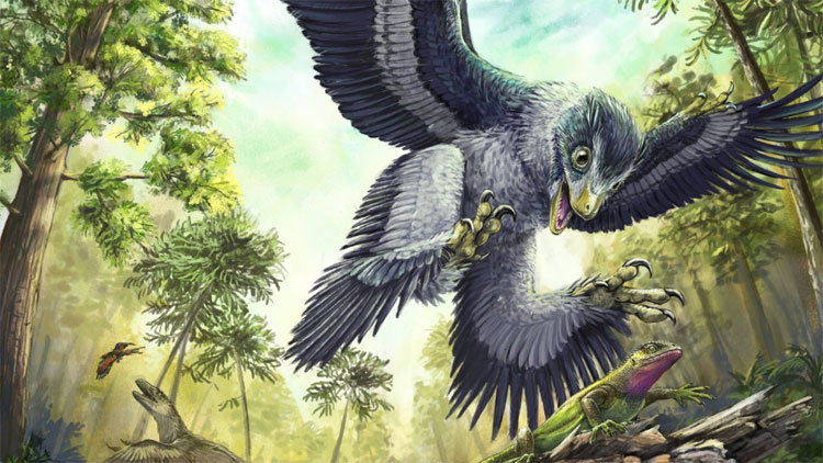 Picture 3 of Suffering from meteorite disaster but why dinosaurs are extinct, birds are not?