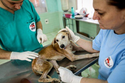 Picture 4 of Sugar pills help wounds heal even when antibiotics are