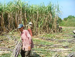 Picture 1 of Sugarcane fertilizer from sugarcane plant waste