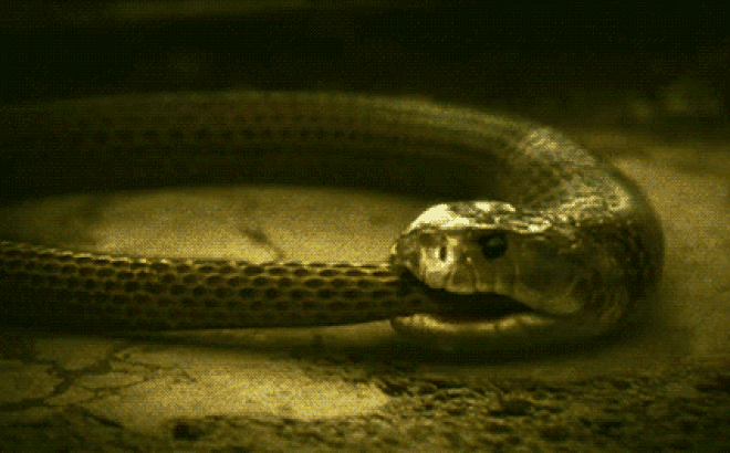 Picture 2 of 'Suicide' by eating yourself - the mysterious mystery of snakes has a solution!