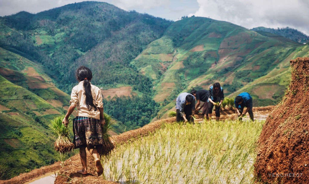 Picture 8 of Summer day on the mountainous region of Mu Cang Chai