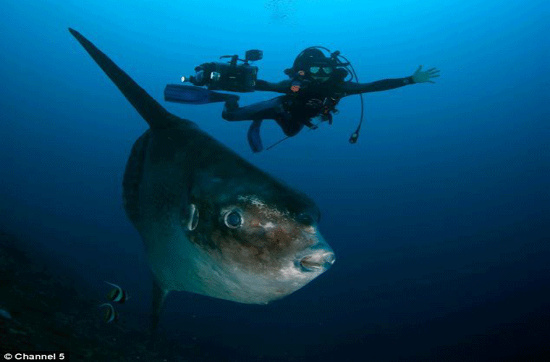 Picture 1 of Sun fish, champion of achievement ... laying