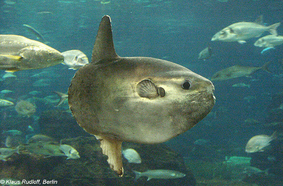 Picture 10 of Sun fish, champion of achievement ... laying