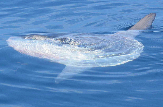 Picture 2 of Sun fish, champion of achievement ... laying