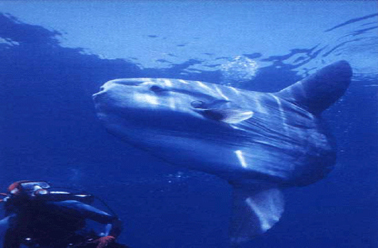Picture 3 of Sun fish, champion of achievement ... laying