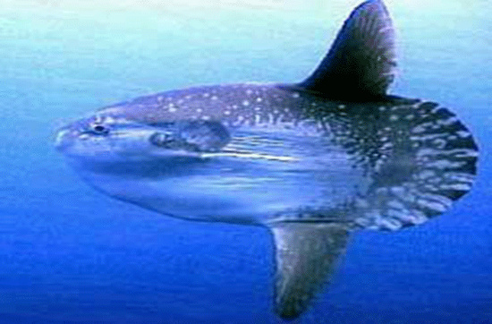 Picture 4 of Sun fish, champion of achievement ... laying