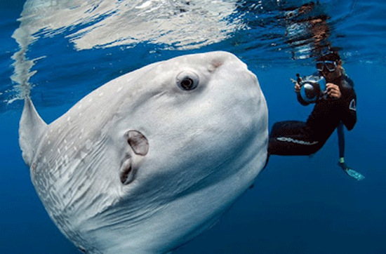 Picture 5 of Sun fish, champion of achievement ... laying