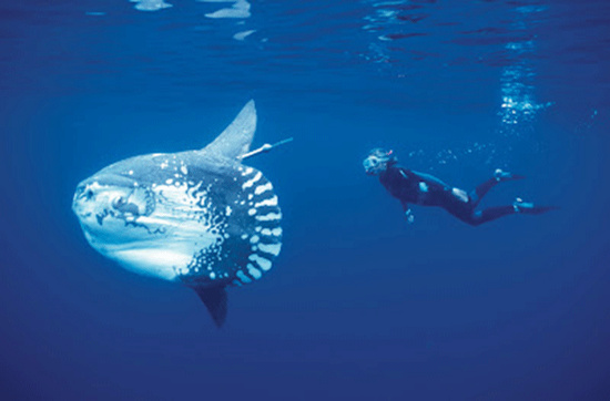 Picture 6 of Sun fish, champion of achievement ... laying