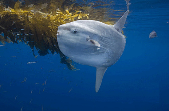 Picture 7 of Sun fish, champion of achievement ... laying
