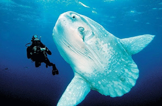 Picture 8 of Sun fish, champion of achievement ... laying