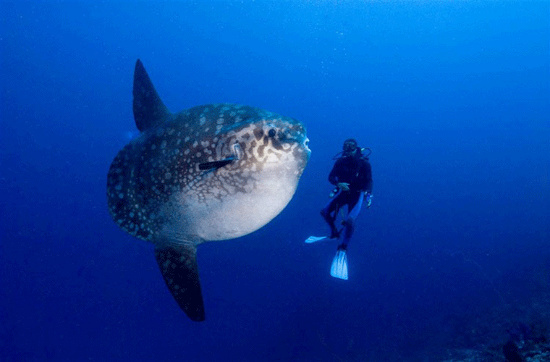 Picture 9 of Sun fish, champion of achievement ... laying