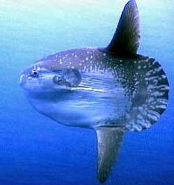 Picture 1 of Sun fish