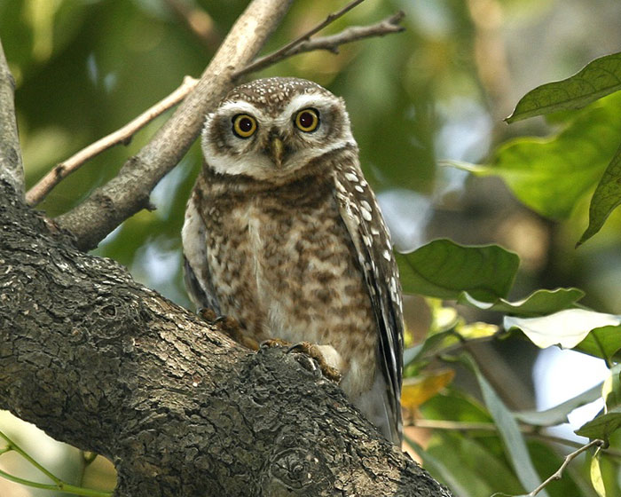 Picture 3 of Sundarbans Reserve