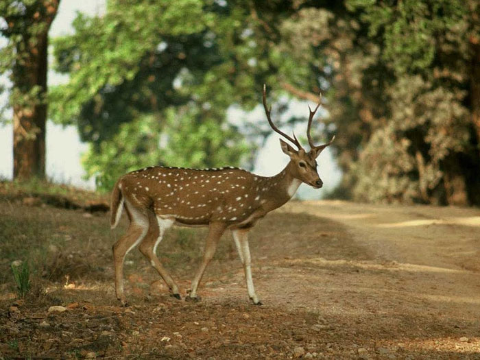 Picture 4 of Sundarbans Reserve