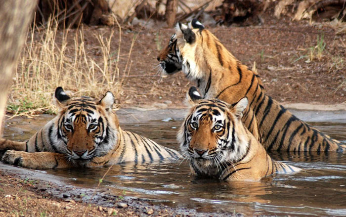 Picture 5 of Sundarbans Reserve