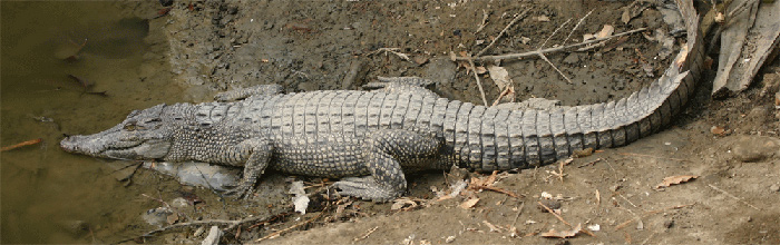 Picture 6 of Sundarbans Reserve