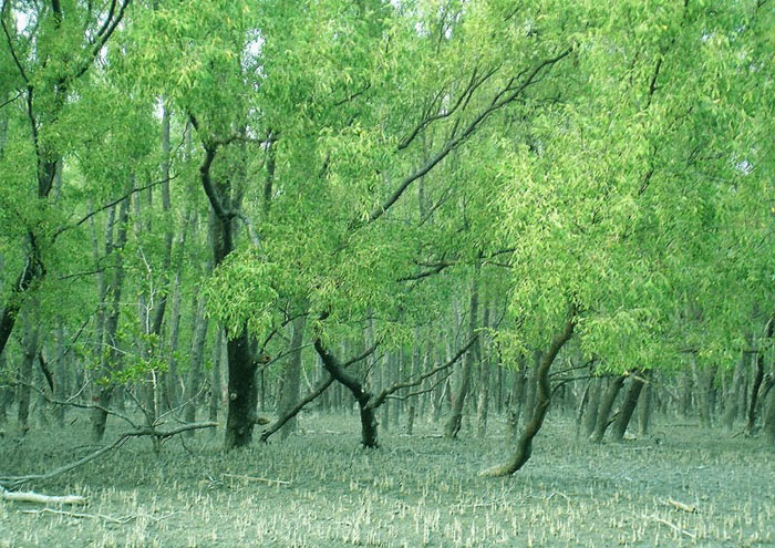 Picture 8 of Sundarbans Reserve