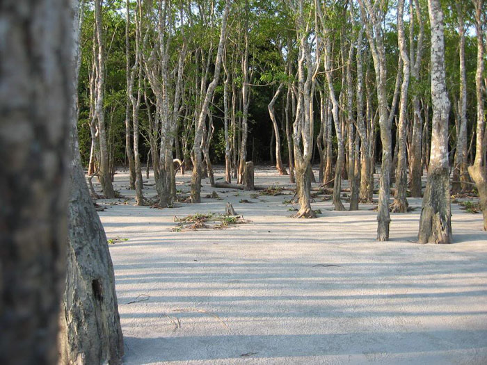 Picture 9 of Sundarbans Reserve