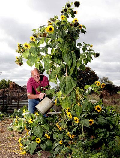 Picture 1 of Sunflower plants bloom 104 flowers