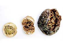 Picture 1 of Sung - the oldest agricultural crop of mankind?