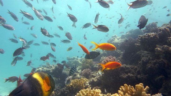 Picture 1 of Super antibiotic from the ocean