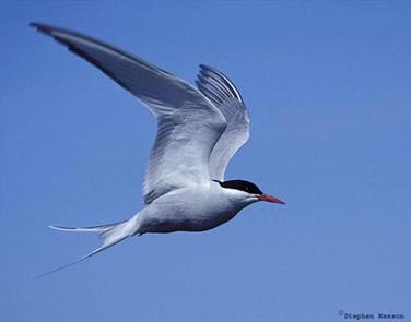 Picture 10 of Super athletes of the natural world