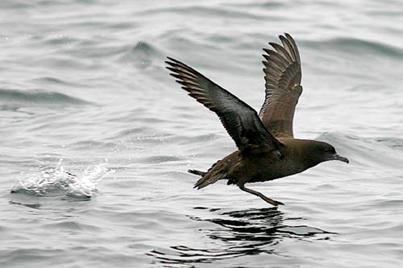 Picture 11 of Super athletes of the natural world