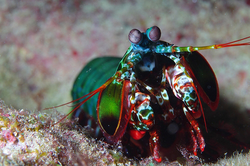 Picture 12 of Super athletes of the natural world