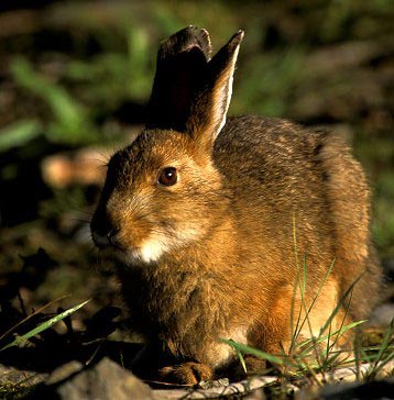 Picture 5 of Super athletes of the natural world