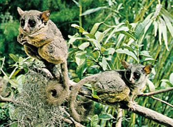 Picture 6 of Super athletes of the natural world
