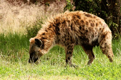 Picture 7 of Super athletes of the natural world