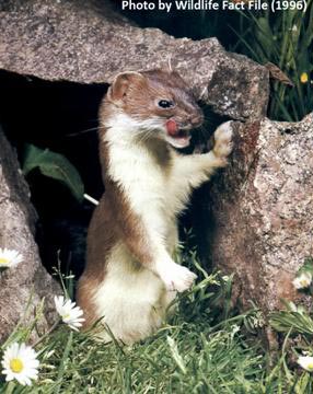 Picture 8 of Super athletes of the natural world