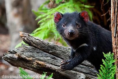 Picture 9 of Super athletes of the natural world