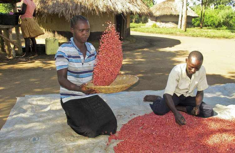 Picture 1 of 'Super beans' helps solve hunger in the world