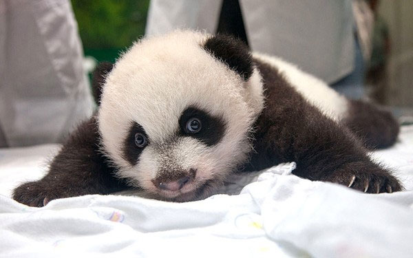 Picture 2 of Super cute pictures of the world's first triplets panda