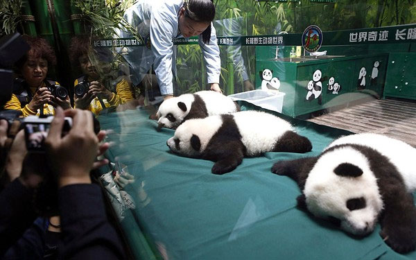 Picture 5 of Super cute pictures of the world's first triplets panda