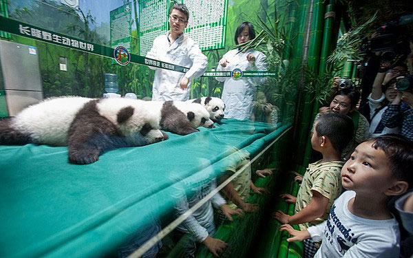 Picture 8 of Super cute pictures of the world's first triplets panda