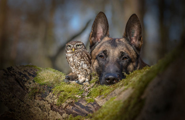 Picture 9 of Super cute poldi owl photos
