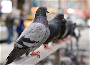 Picture 2 of Super memory of animals