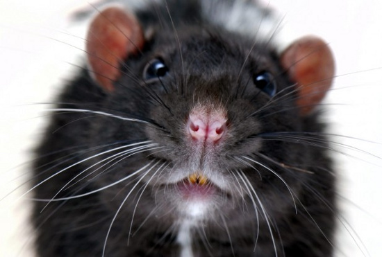 Picture 1 of 'Super mouse' is as big as a cat because of radiation